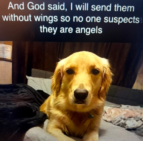 angls without wings.png